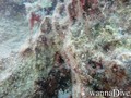 foto de buceo