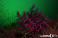 foto de buceo
