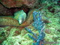 foto de buceo