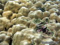 foto de buceo