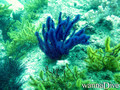 foto de buceo