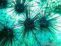 foto de buceo