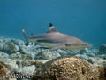 foto de buceo