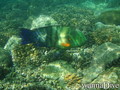 foto de buceo