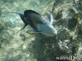 foto de buceo