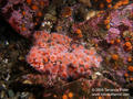 foto de buceo