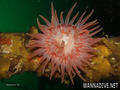 foto de buceo