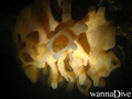 foto de buceo