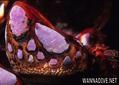 foto de buceo