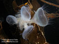 foto de buceo