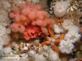 foto de buceo