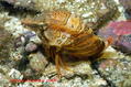 foto de buceo