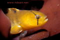 foto de buceo