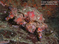 foto de buceo