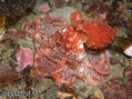 foto de buceo