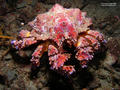 foto de buceo