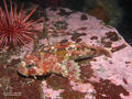 foto de buceo