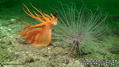 foto de buceo