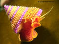 foto de buceo