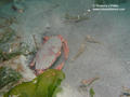 foto de buceo