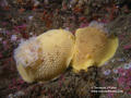 foto de buceo