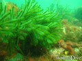 foto de buceo