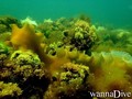 foto de buceo