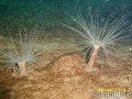 foto de buceo