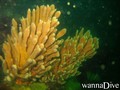 foto de buceo