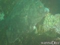 foto de buceo