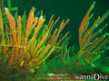 foto de buceo