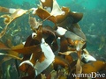 foto de buceo