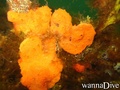 foto de buceo