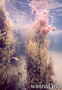 foto de buceo
