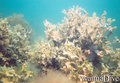 foto de buceo