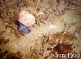 foto de buceo