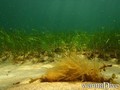 foto de buceo