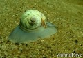 foto de buceo