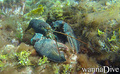 foto de buceo