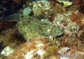 foto de buceo