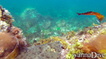 foto de buceo