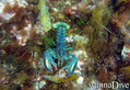 foto de buceo