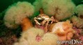 foto de buceo