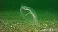foto de buceo
