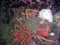 foto de buceo