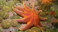 foto de buceo