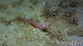foto de buceo
