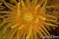 foto de buceo