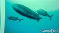 foto de buceo