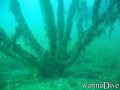 foto de buceo